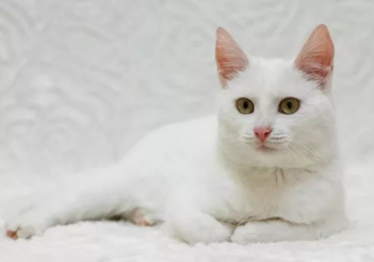 Белый гладкошерстный кот