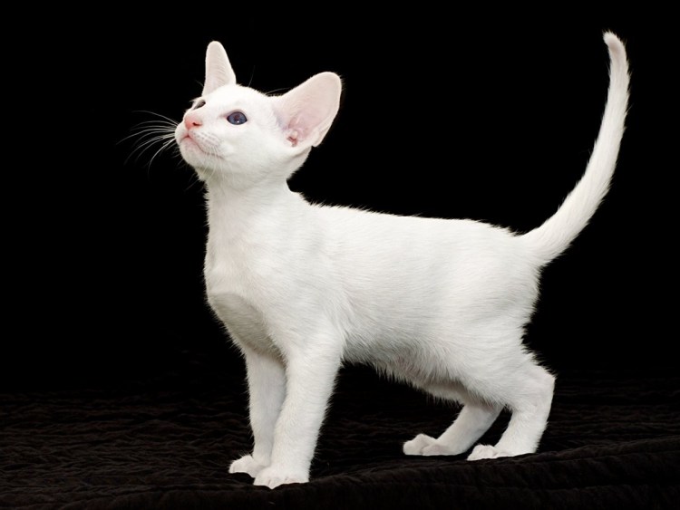 Американская короткошерстная кошка белая