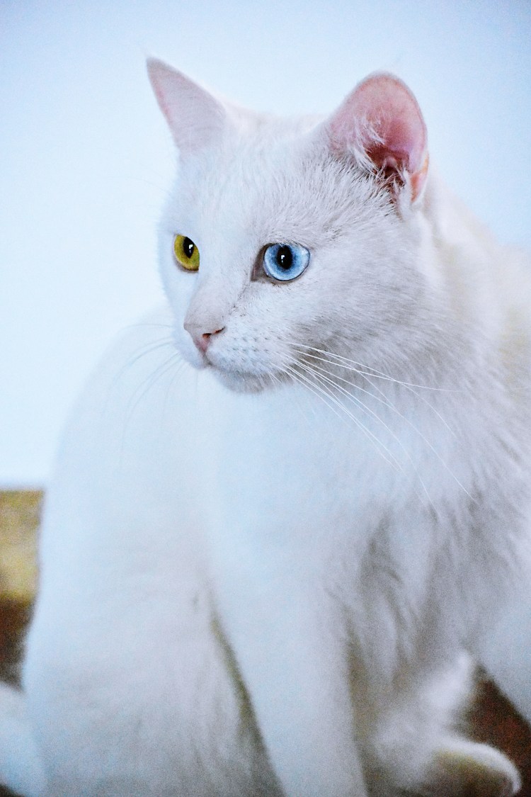 Турецкая ангора короткошерстная