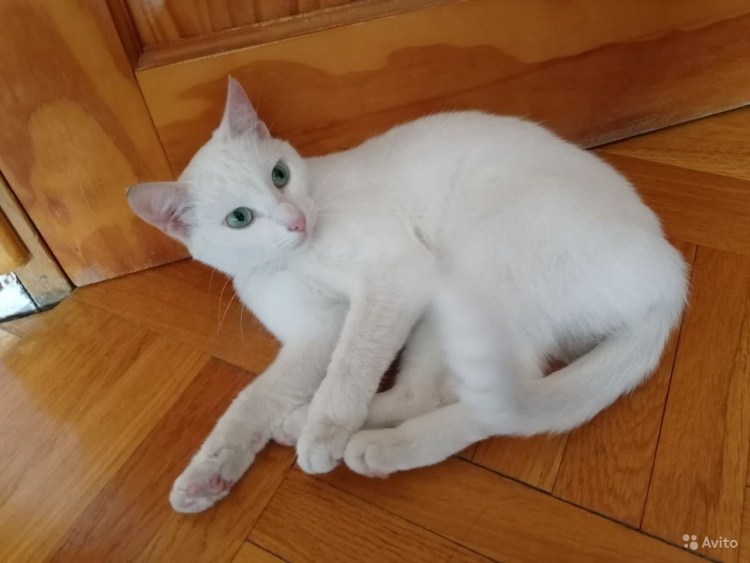 Белый котенок гладкошерстный