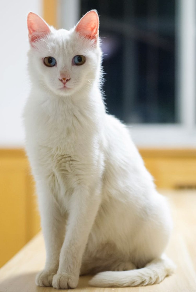 Белая кошка с голубыми глазами
