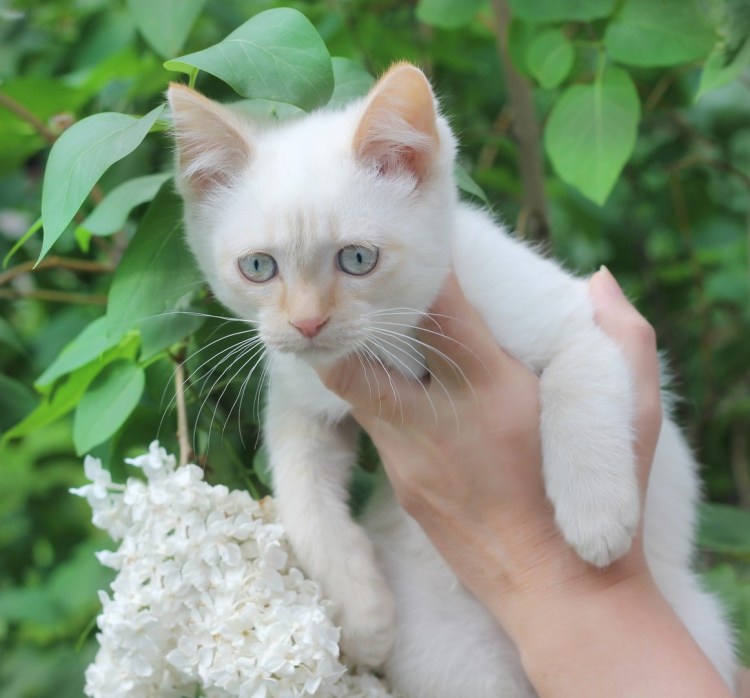 Белая кошка с желтыми глазами