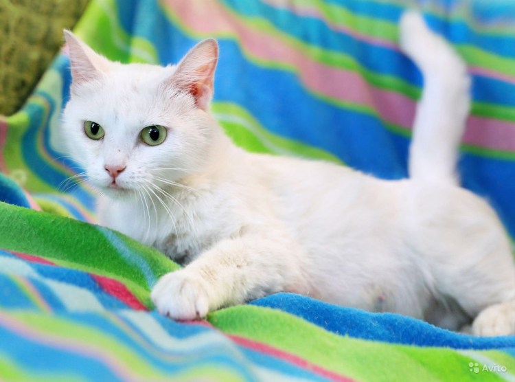 Сиамская кошка альбинос