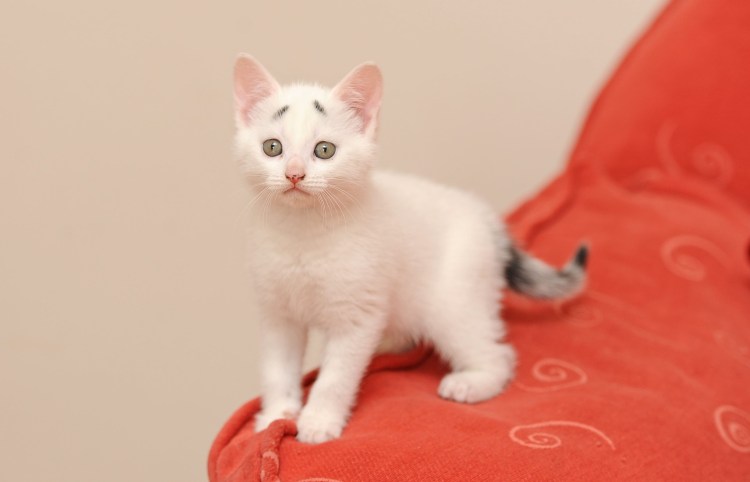 Турецкая ангора кошка короткошерстная