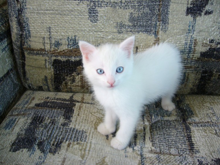 Турецкая Анатолийская кошка