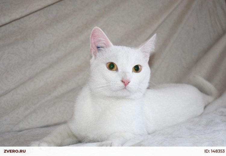 Белый кот фото