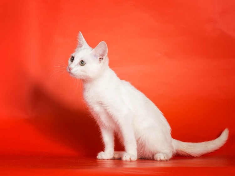 Ориентал белый сиамский
