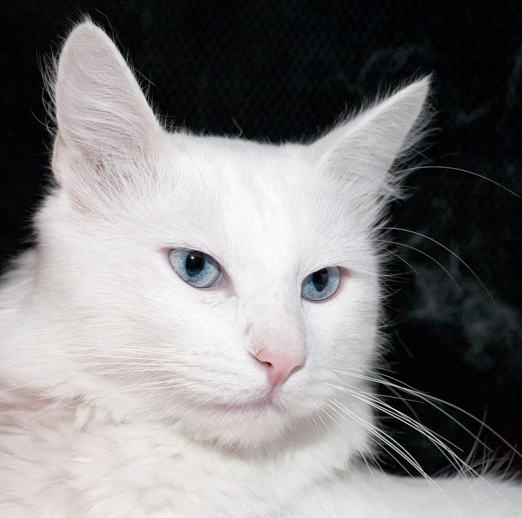 Британская короткошёрстная серебристая шиншилла