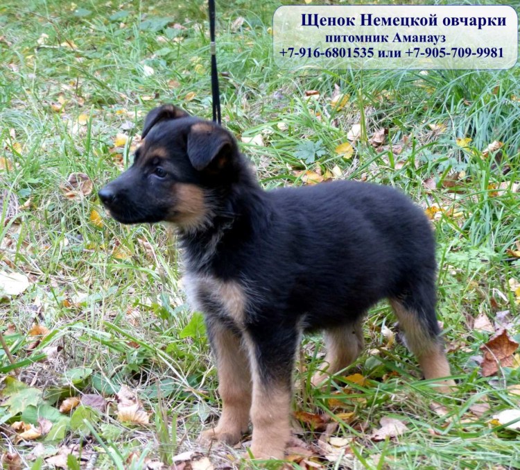 Щенок немецкой овчарки 2 месяца