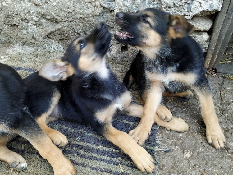 Чистокровная немецкая овчарка щенок