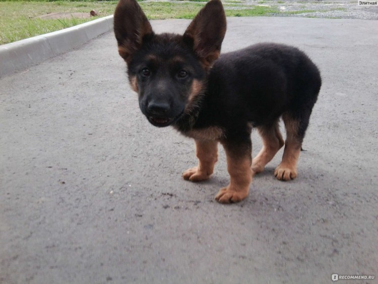 Двухмесячный щенок немецкой овчарки