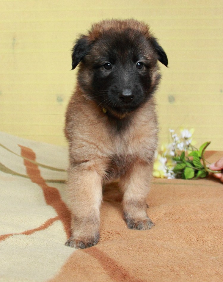 Бельгийская овчарка щенок 2 месяца