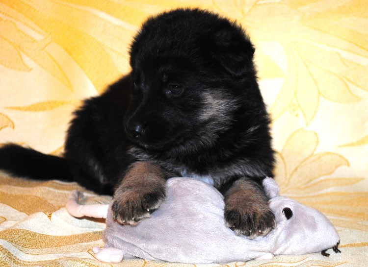 Щенок черной немецкой овчарки 1 месяц