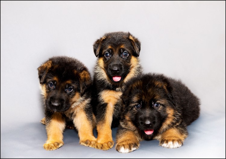 Щенки немецкой овчарки маленькие