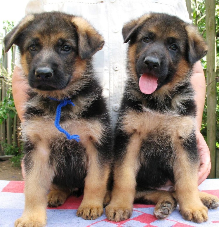 Щенки немецкой овчарки чепрачного окраса