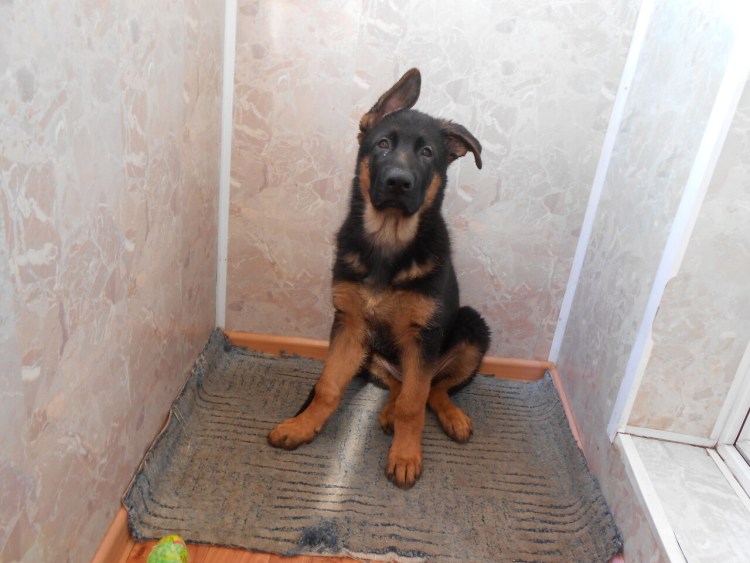Немецкая овчарка щенок 1 месяц со стоячими ушами