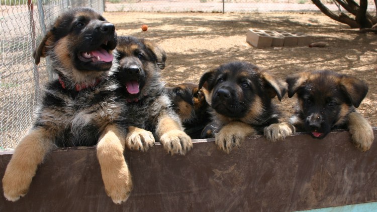 Обои щенки немецкой овчарки 2 месяца