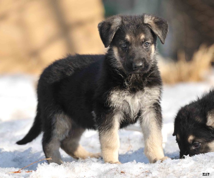 Щенки Восточно европейской овчарки