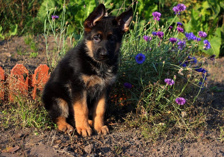 Щенок немецкой овчарки 1 месяц