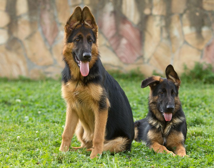 Щенок немецкой овчарки 8 месяцев