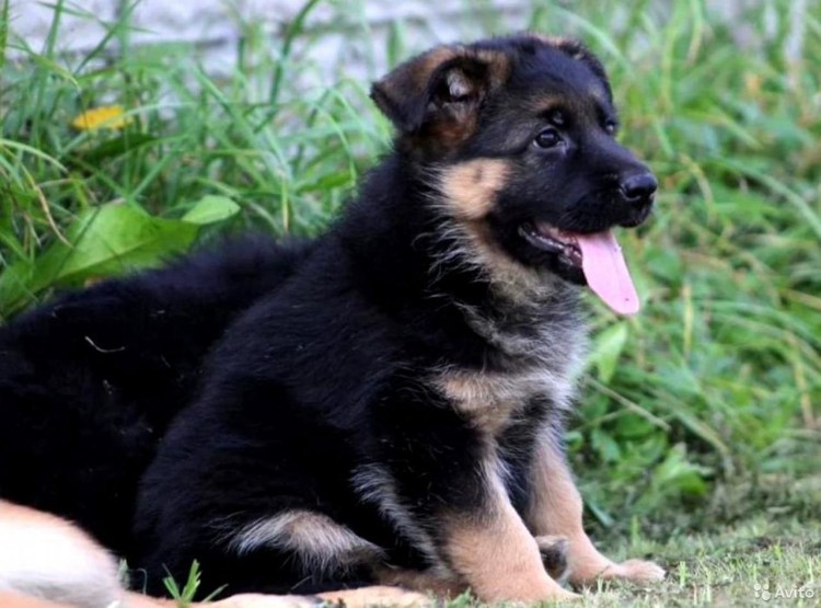Немецкая овчарка 3 месяца зонарного окраса
