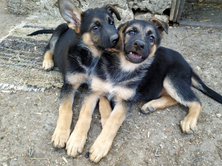 Чистокровная немецкая овчарка щенок