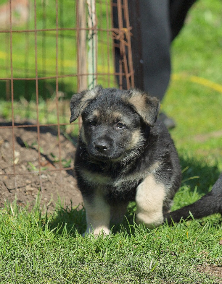 Чепрачная немецкая овчарка щенок