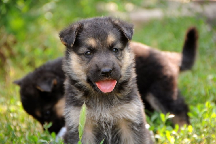 Щенок немецкой овчарки 3 месяца