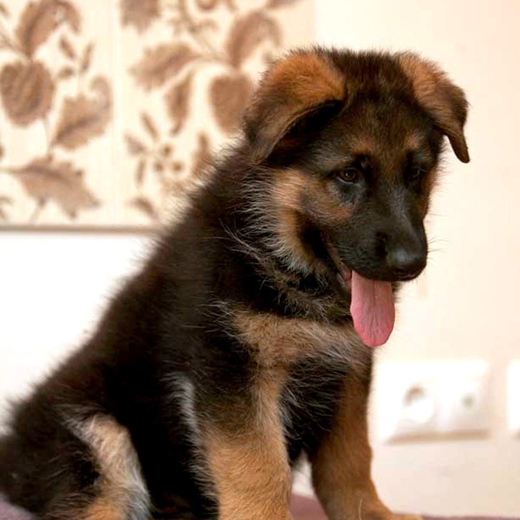 Щенок немецкой овчарки 2