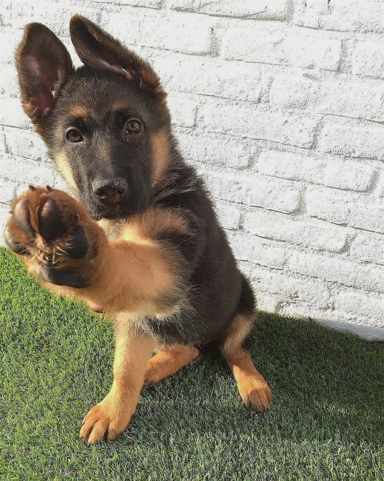 German Shepherd немецкая овчарка щенок