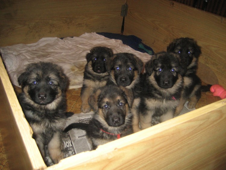 Отдаются щенки немецкой овчарки