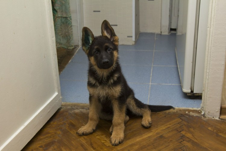 Щенок немецкой овчарки 2 месяца