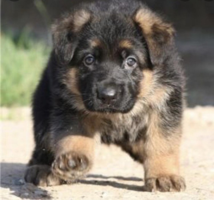 Щенок немецкой овчарки 1 месяц