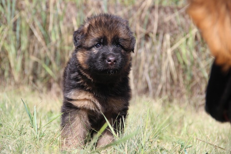 Щенок длинношерстной немецкой овчарки 1 месяц