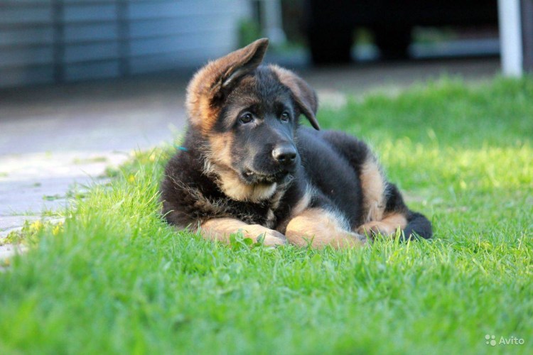 Вислоухая овчарка щенок