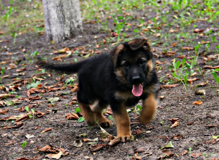 Щенок немецкой овчарки 2 месяца