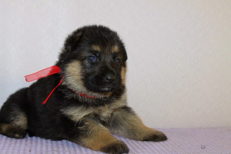 Щенки немецкой овчарки 2 недели