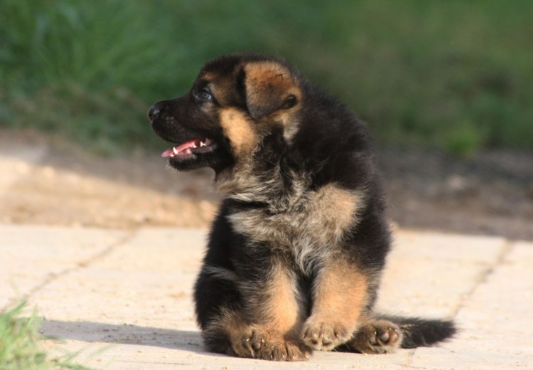 Щенок немецкой овчарки 1