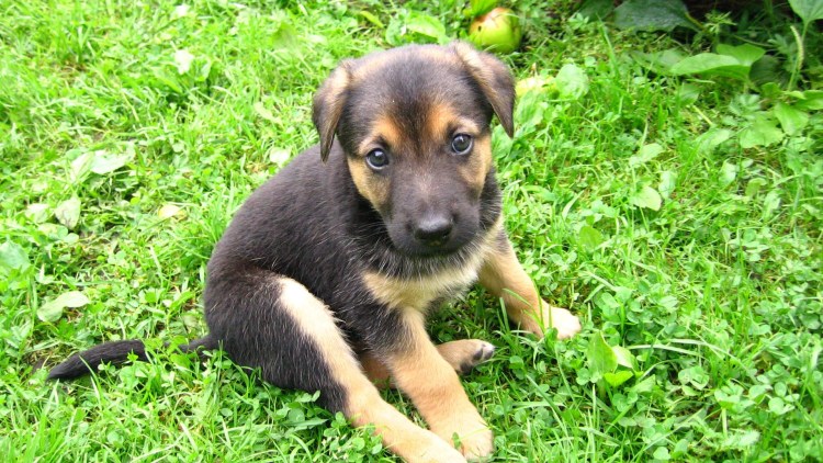 Собака дворняжка овчарка