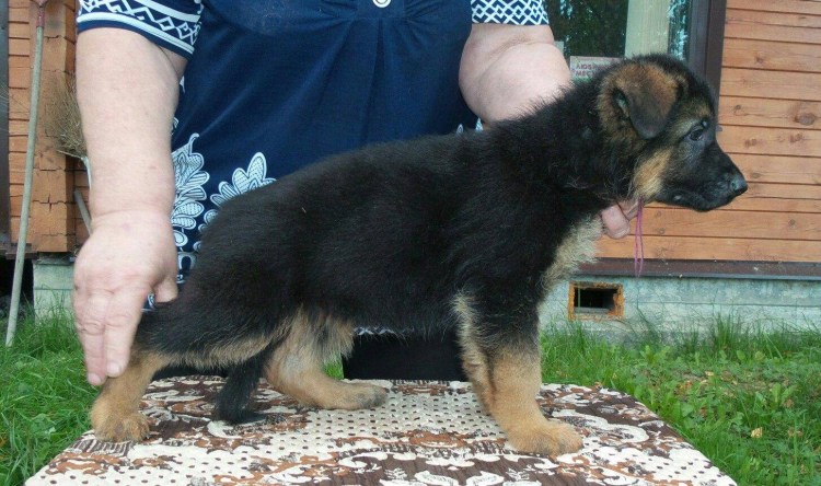 Щенок немецкой овчарки 2 месяца