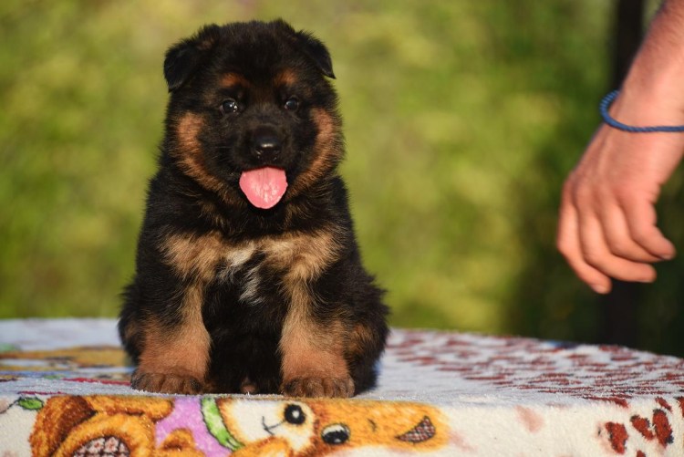 Щенки немецкой овчарки 1 Месчян