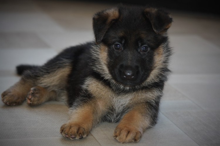 Щенок чепрачной немецкой 3 месяца
