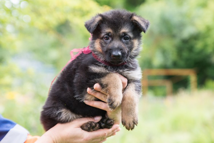 Немецкая овчарка щенок мальчик