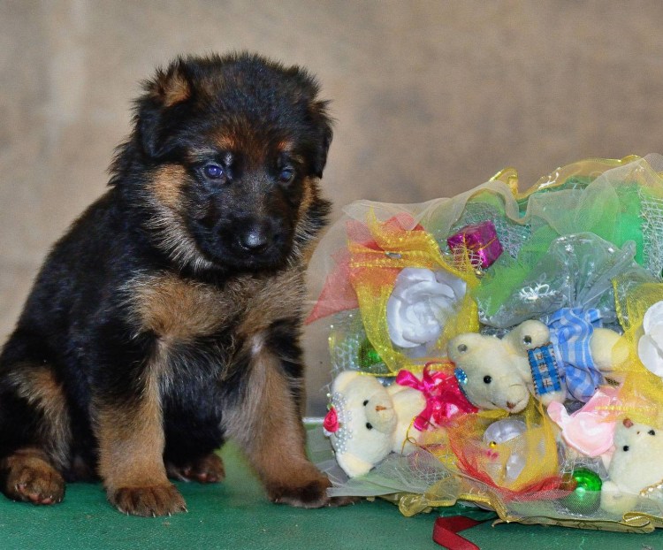 Шестинедельные щенки немецкой овчарки