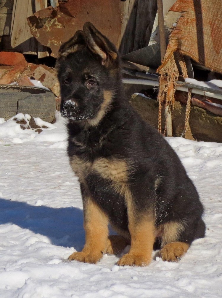 Щенок немецкоц овчарки 2 мес