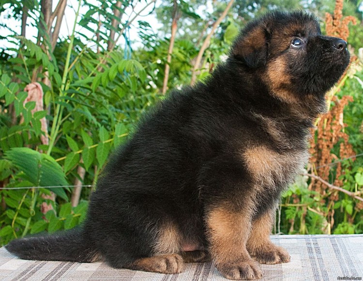Щенок немецкой овчарки 1 месяц