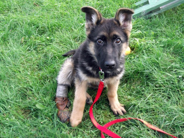 Немецкая овчарка Тассо