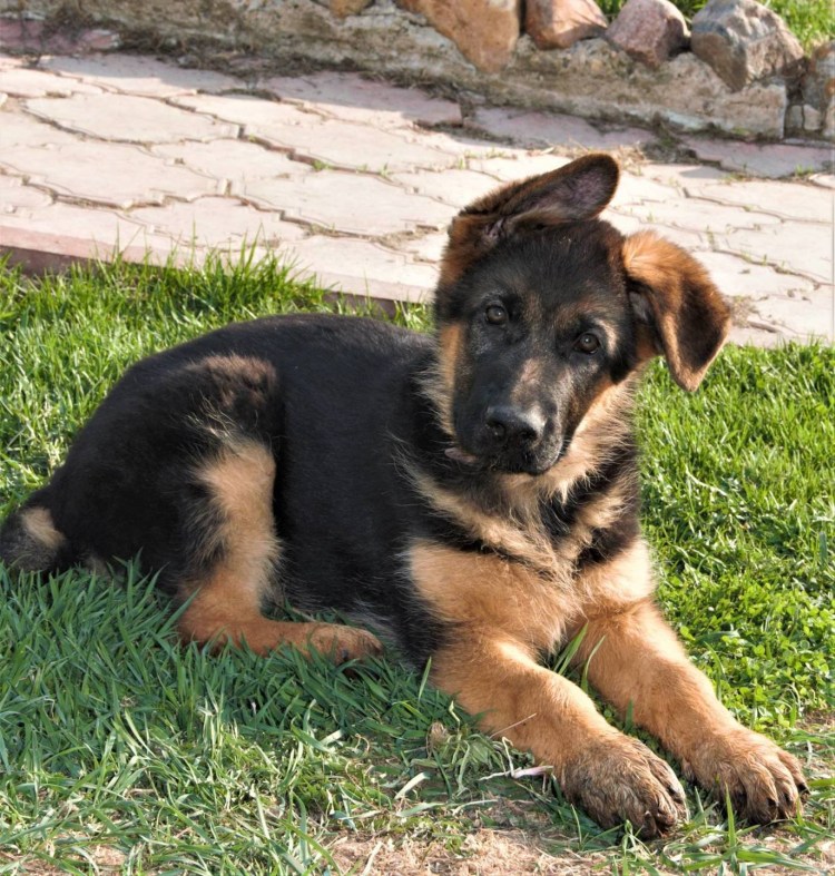 Новоалтайская немецкая овчарка