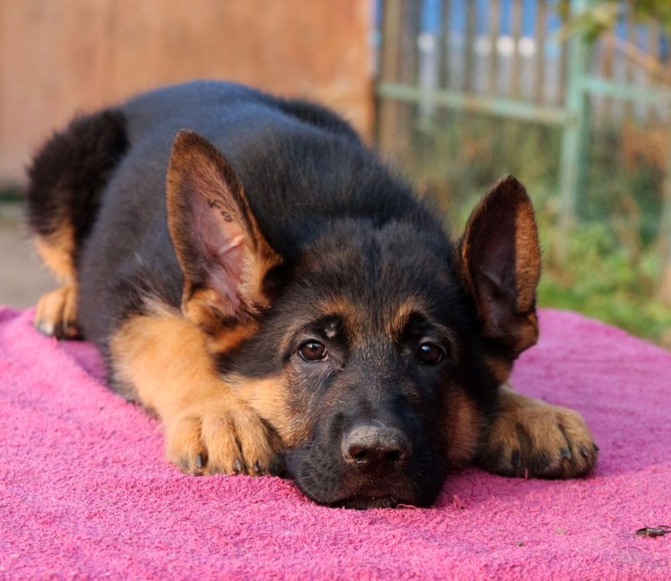 Шеппердино карликовая овчарка