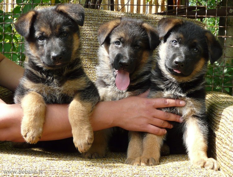Щенки немецкой овчарки 1мес